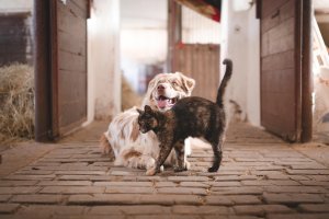 Kediler neden köpeklerden daha uzun yaşıyor? İşte beklenmedik açıklama