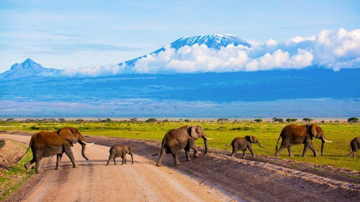 Kenya'da 15 Filin Gizemli Ölümü Bilim İnsanlarını Alarma Geçirdi