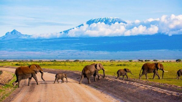 Kenya'da 15 Filin Gizemli Ölümü Bilim İnsanlarını Alarma Geçirdi
