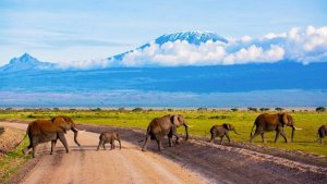 Kenya'da 15 Filin Gizemli Ölümü Bilim İnsanlarını Alarma Geçirdi