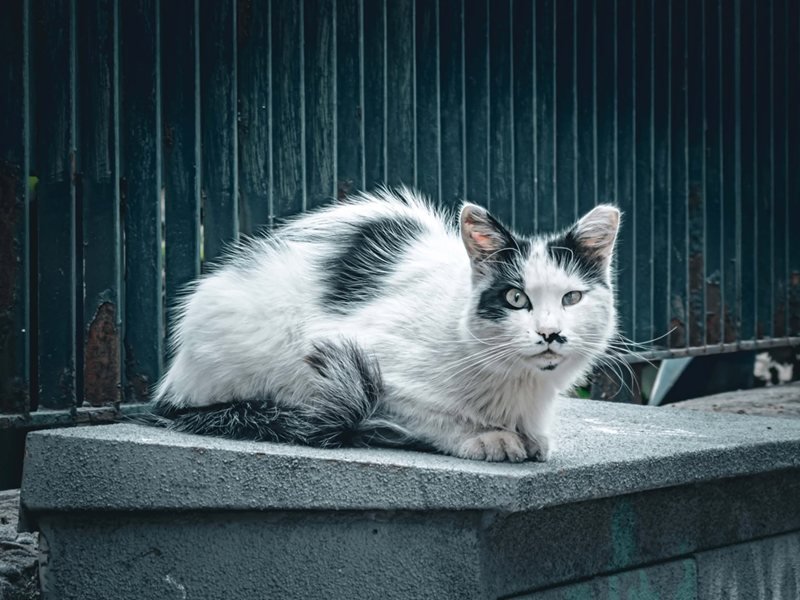 Zakintos'ta Kedi Öldüren Kadın 30 Bin Euro Para Cezasına Çarptırıldı