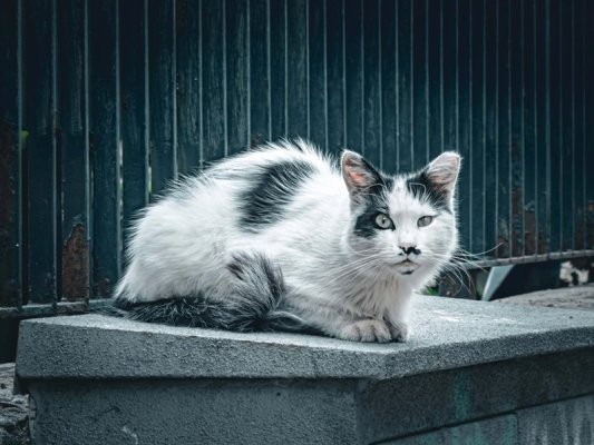 Zakintos'ta Kedi Öldüren Kadın 30 Bin Euro Para Cezasına Çarptırıldı