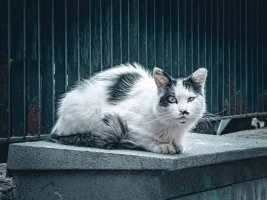 Zakintos'ta Kedi Öldüren Kadın 30 Bin Euro Para Cezasına Çarptırıldı