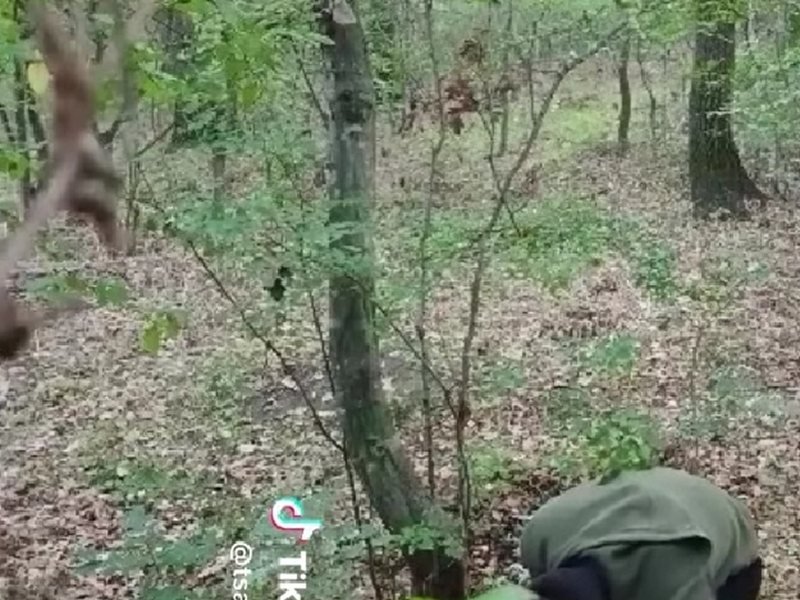 Varna'da Bir Kediye Vahşi İşkence: Kafasını Kestiği Videoyu Paylaştı, 'Pişireceğim' Dedi