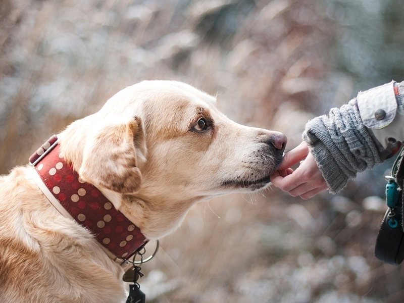 Bulgaristan'da her dört aileden birinin köpeği var, Romanya'da bu oran iki kat fazla