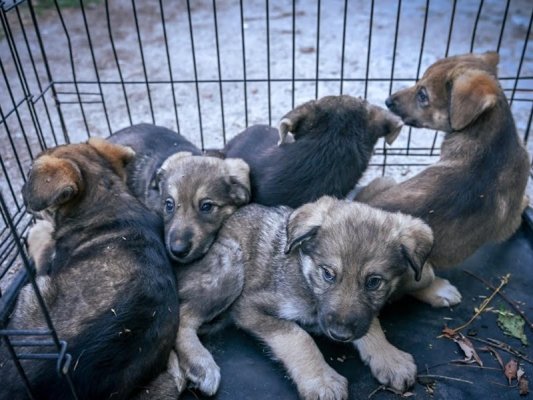 Sofya'nın İzgrev ve Studentski mahallelerindeki köpek sürüsünden 6 yetişkin yakalandı, 5 yavru da kurtarıldı