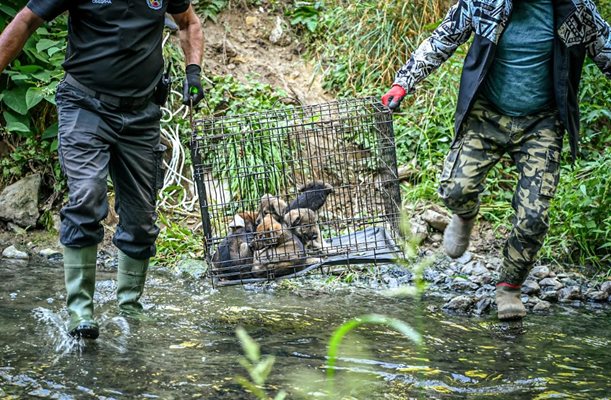 Köpek sürüsü yakalama çalışmaları