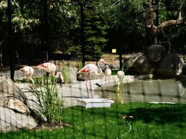 Altı pembe flamingo Sofya Hayvanat Bahçesi'nde yeni eve taşındı