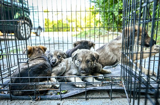 Kurtarılan yavru köpekler