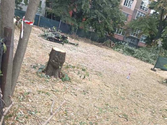 Ağaç kesimi ul. "Bogomil" üzerinde sürüyor, Filibe'de vatandaşlar öfkeli