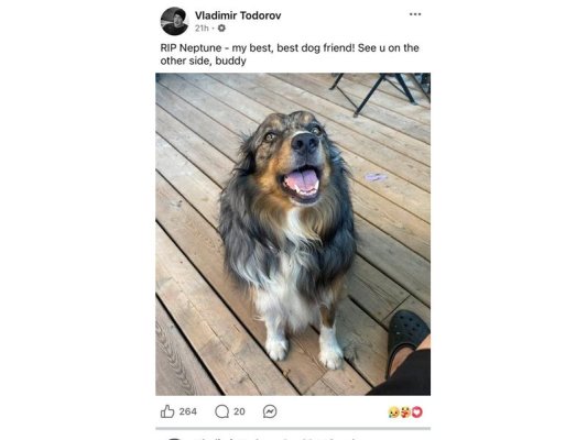 Sofya Havalimanı'nda Köpek Neptune'un Ölümü: Sivil Havacılık İdaresi İnceleme Başlattı