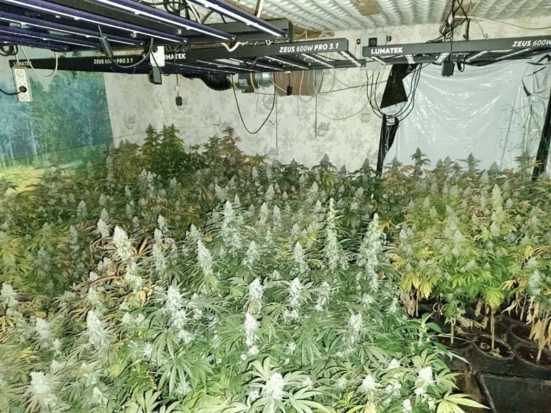 Stara Zagora yakınında uyuşturucu serasında 70 kg'dan fazla esrar ve 368 kenevir bitkisi bulundu