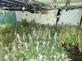 Stara Zagora yakınında uyuşturucu serasında 70 kg'dan fazla esrar ve 368 kenevir bitkisi bulundu