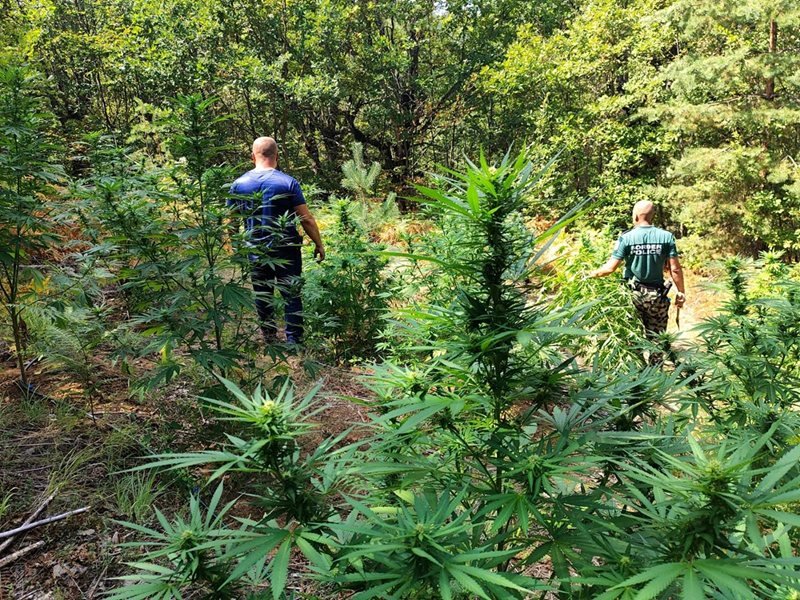Petrich'te polis 1,5 tondan fazla kenevir bitkisini imha etti