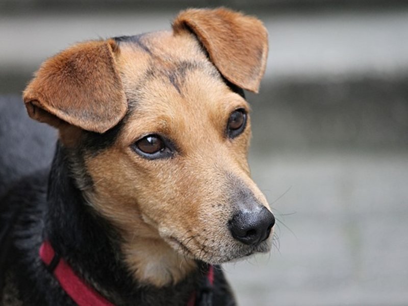 Vratsa'da Dört Köpek 7 Yaşındaki Çocuğu Isırdı