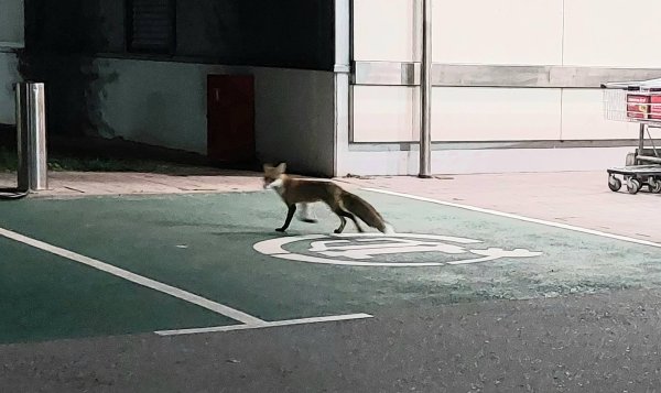 Sofya'da inanılmaz manzara: Tilki market önünde gezindi, kedi kovaladı