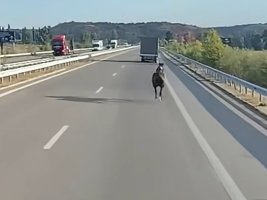 Blagoevgrad'da "Struma" Otobanında Koşan At Tehlike Saçıyor