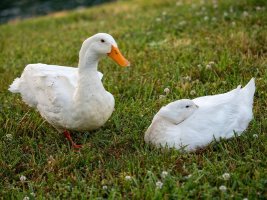 Kuş gribi Filibe yakınındaki 8000 ördeklikli çiftliği vurdu