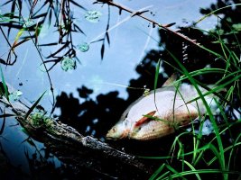 Köstendil ve Dupnitsa Yakınlarında Struma Nehri Ölü Balıklardan Karardı