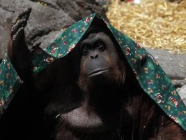 Endonezya'da Orman Yangınları Nedeniyle 20 Yaşındaki Orangutan Hayatını Kaybetti