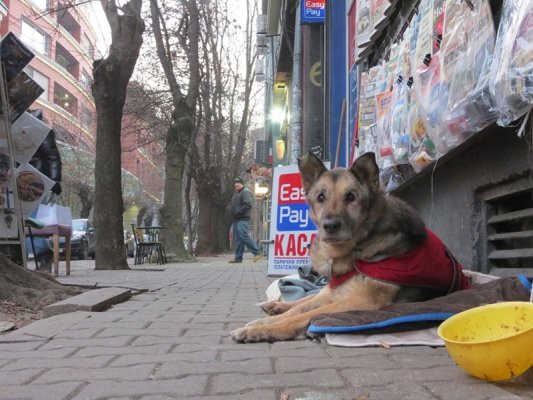 Oborishte'den Kiara köpeği Hachiko gibi - onun hakkında film çekiliyor ve barelef için para toplanıyor