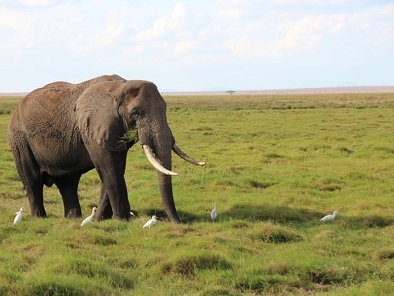 Bilim insanları Afrika fillerinin bitkilerle kendilerini tedavi ettiğini keşfetti
