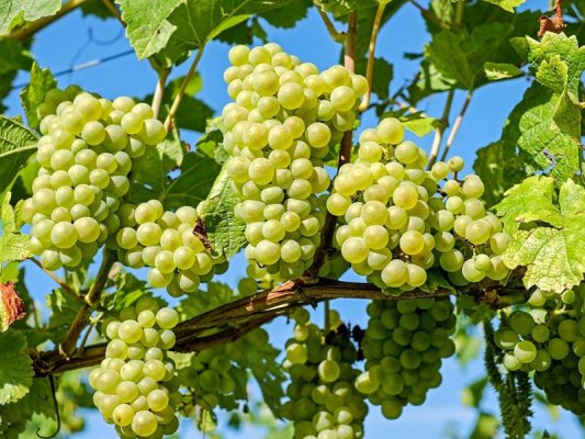 Bulgaristan'da sınırda pestisitli ürünlere geçit yok: 28 tondan fazla üzüm ve biber durduruldu