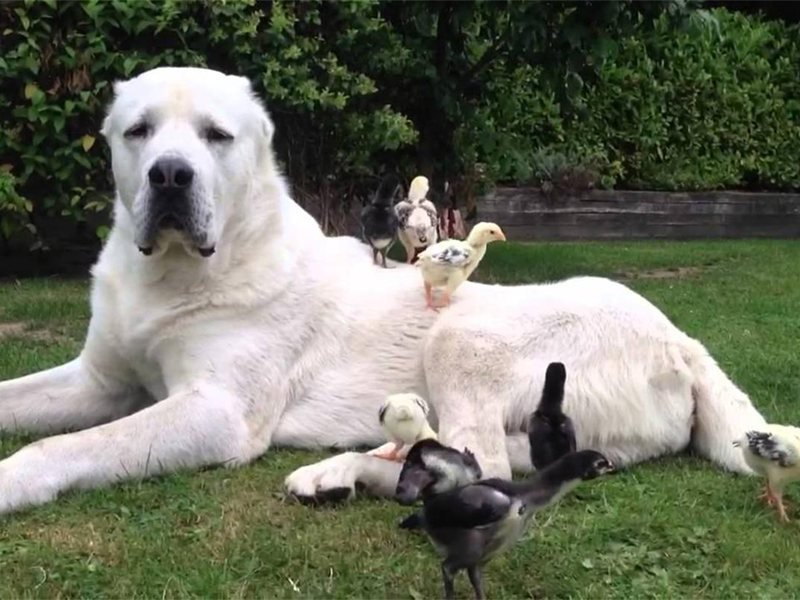 Bansko'da Alabay Cinsi Köpek Pudeli Parçaladı, 11 Yaşındaki Çocuğu Yaraladı