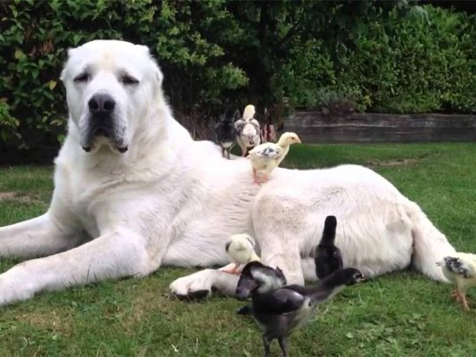 Bansko'da Alabay Cinsi Köpek Pudeli Parçaladı, 11 Yaşındaki Çocuğu Yaraladı