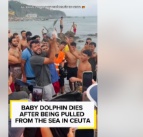 İspanya'nın Ceuta Kentinde Skandal: Göçmenler Küçük Bir Yunusu Döverek Öldürdü