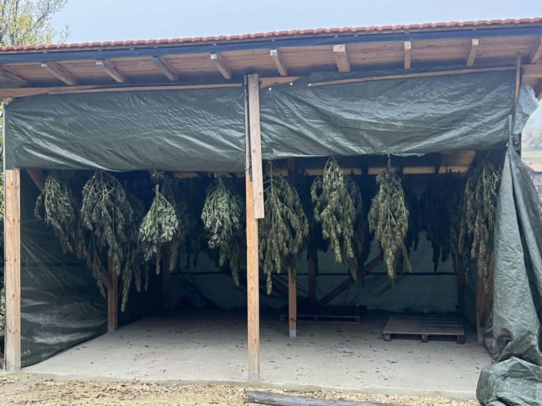 Polis operasyonunda Velingrad'ın Graşevo köyünde 103 kilogram marihuana bulundu
