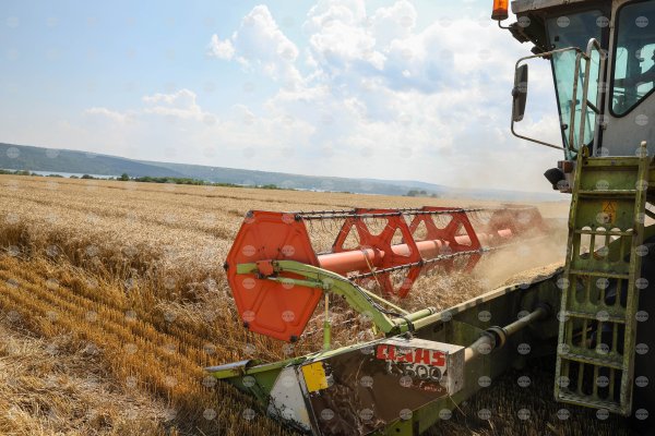 Sofya Ticaret Borsası: Buğday fiyatları sert düştü, şeker son zirvelerden geriledi