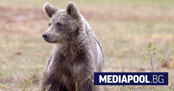 Blagoevgrad'da sokaklarda dolaşan yavru ayı için orman-kent sınırına fotoğraf tuzakları konuldu