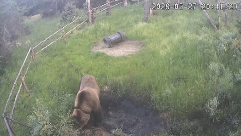 Sandanski yakınında ayı görüldü, Lilanovo’da köylüler tedirgin