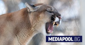 WWF raporu: Dünya genelinde yaban hayvanı popülasyonları 52 yılda yüzde 73 azaldı