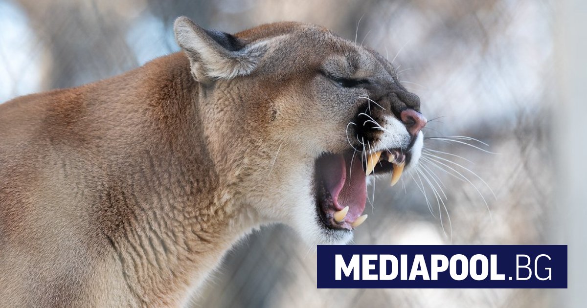 WWF raporu: Dünya genelinde yaban hayvanı popülasyonları 52 yılda yüzde 73 azaldı