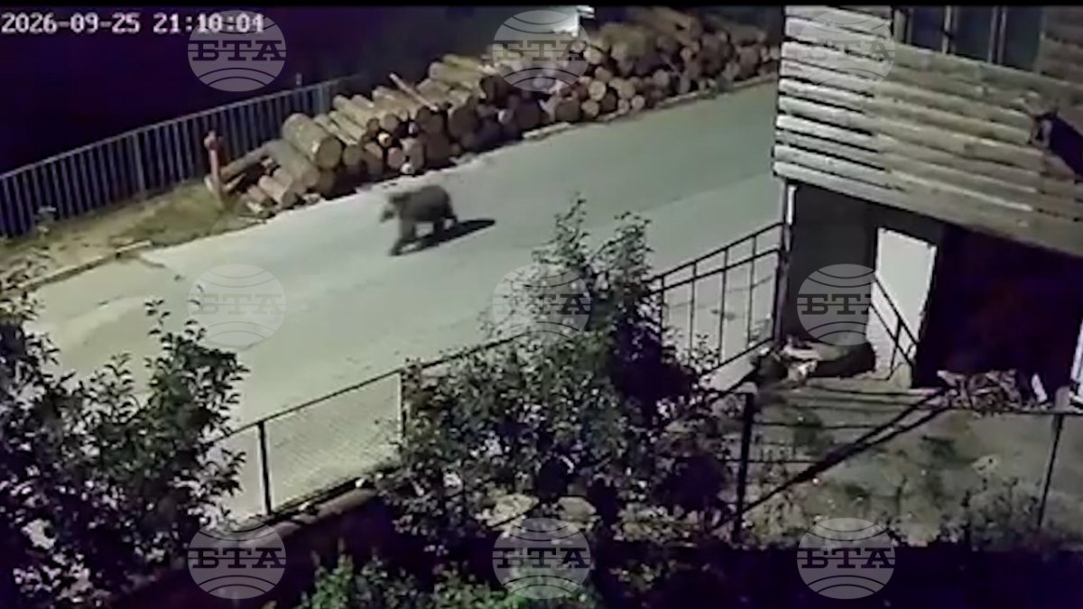Güney Bulgaristan köyünde sokaklarda dolaşan ayı yakalandı ve uzaklaştırıldı