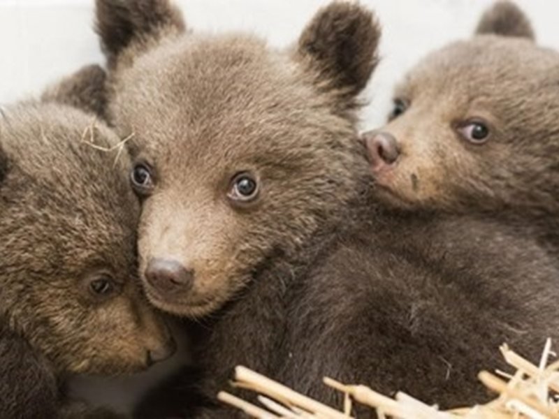 Gövren Köyündeki Üç Yavru Ayı 21 Tavuk Öldürdü